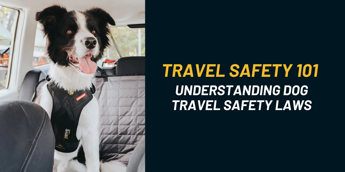 Best Crash Tested Dog Harness UK: Dog Travel Safety Explained