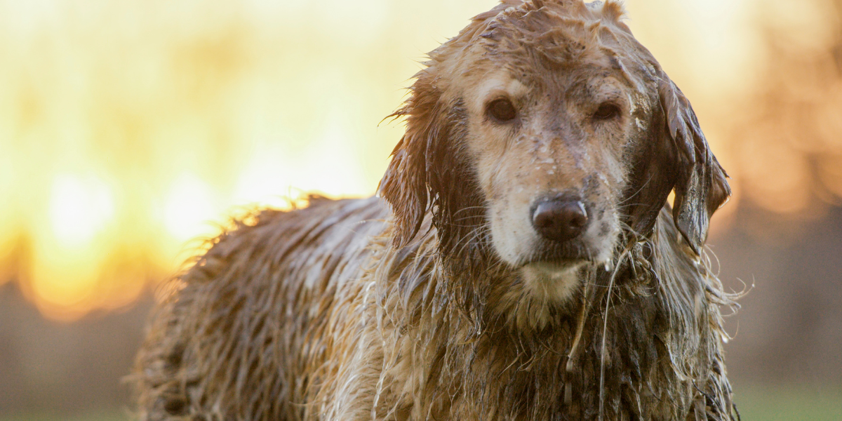 very wet, muddy labrador on dog walk outside 