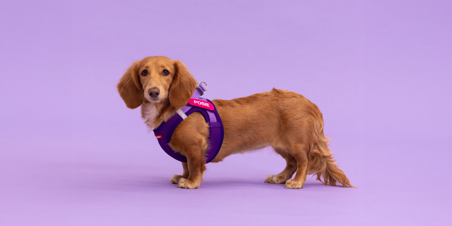 Keeping it Cool: Why a Lightweight and Breathable Dog Harness is Essential for Spring