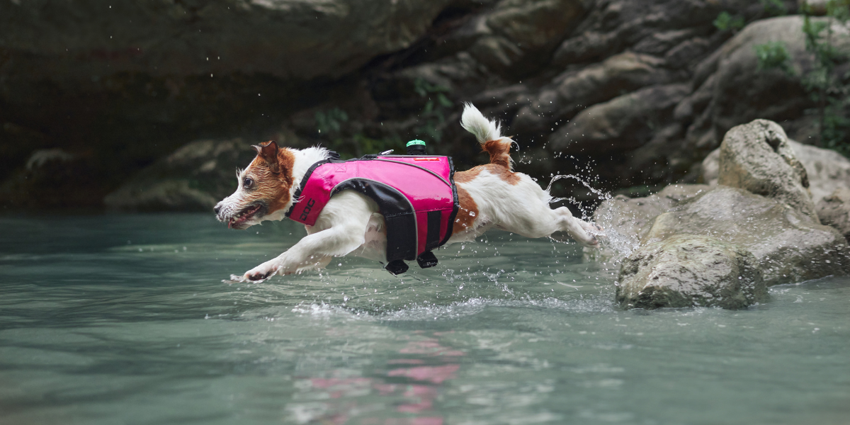 Keeping dogs safe around water: what owners need to know
