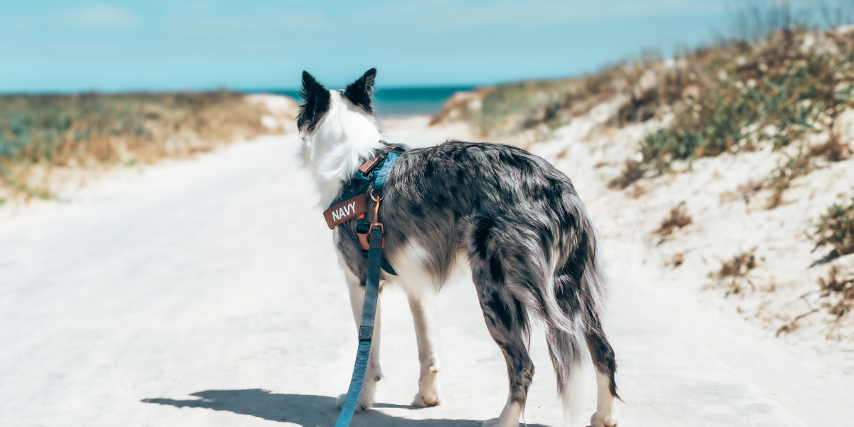 Dog Beach Safety Tips UK: How to Keep Your Dog Safe at the Beach [UK Guide 2026]