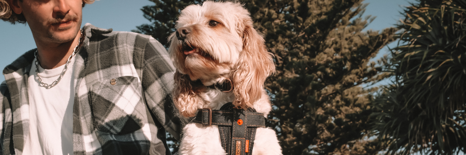 dog with harness with owner 