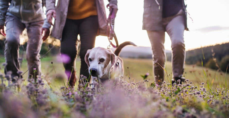 Best Dog Walks in Bath: Gentle to Moderate Routes to Lift Your Mood and Fitness