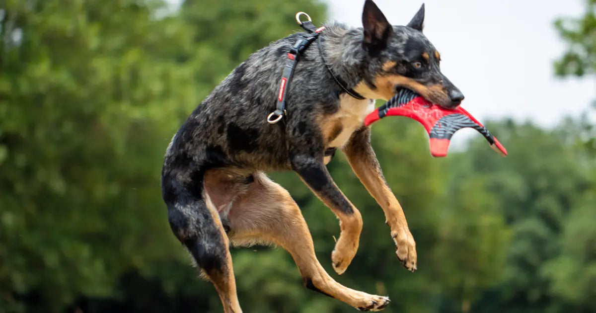 Dog mid-air catching a red frisbee while wearing an ezydog crosscheck harness in a grassy field with trees in the background.