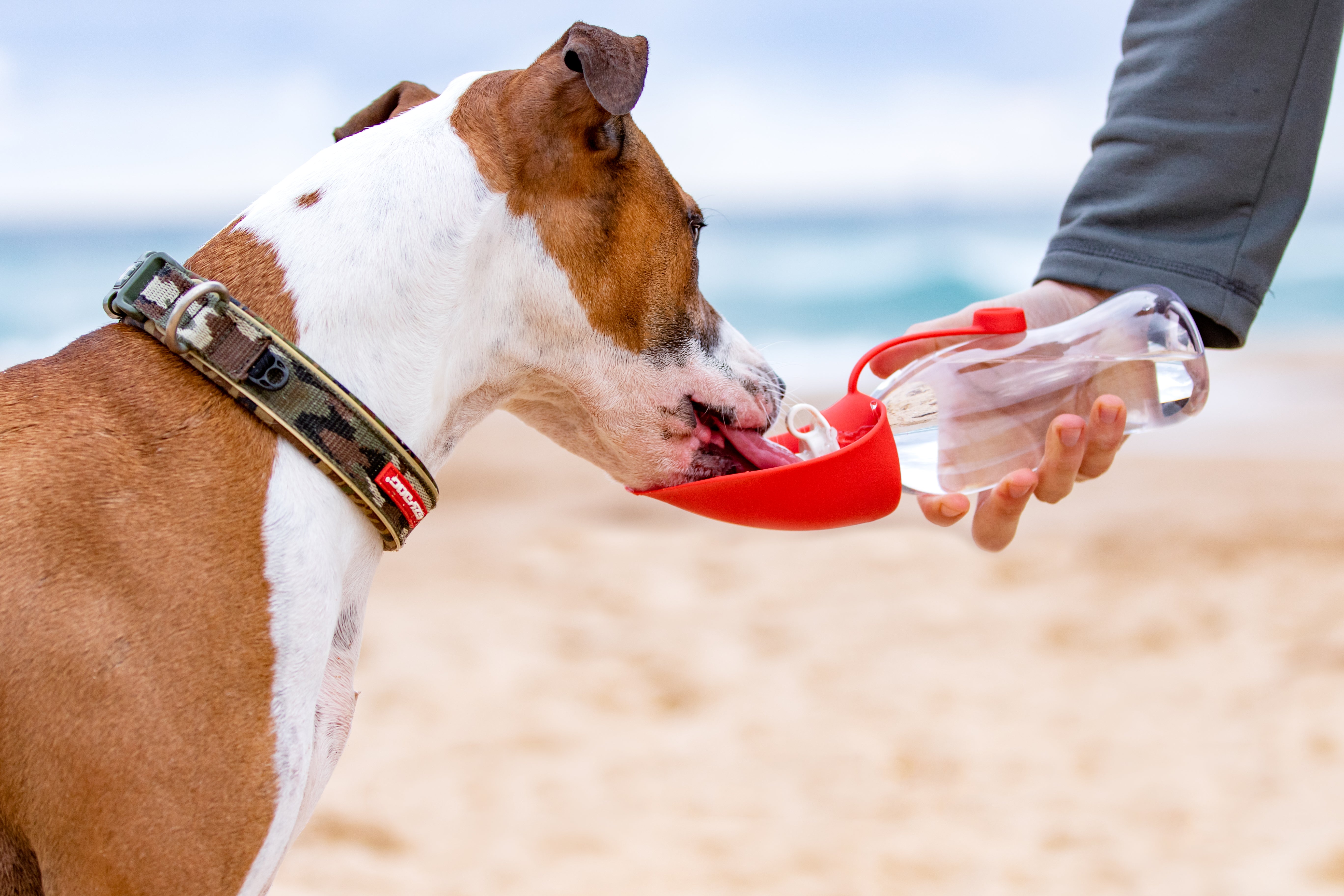 Best Portable Dog Water Bottle for Walks and Travel