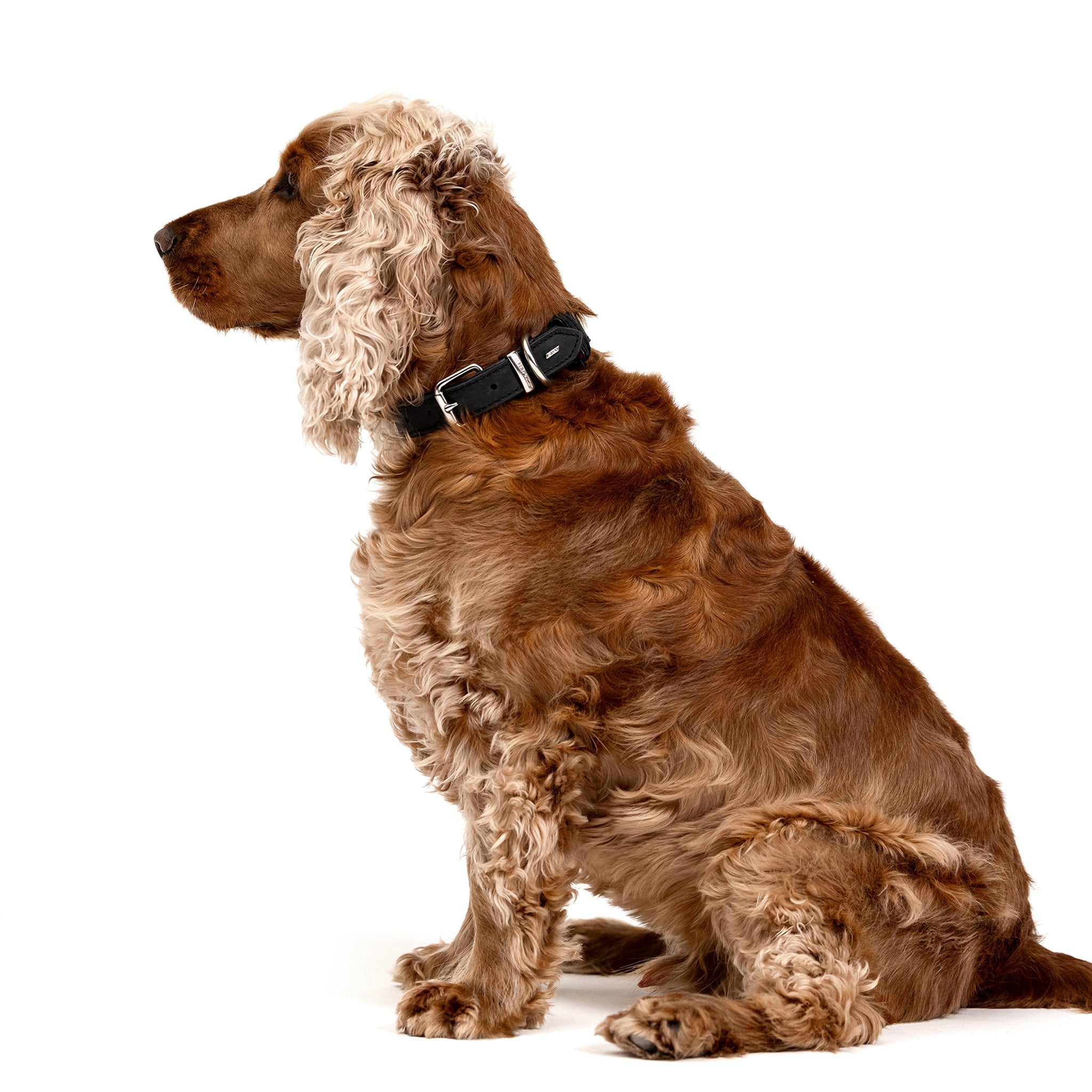 Oxford Leather - Classic Dog Collar (Large) 
