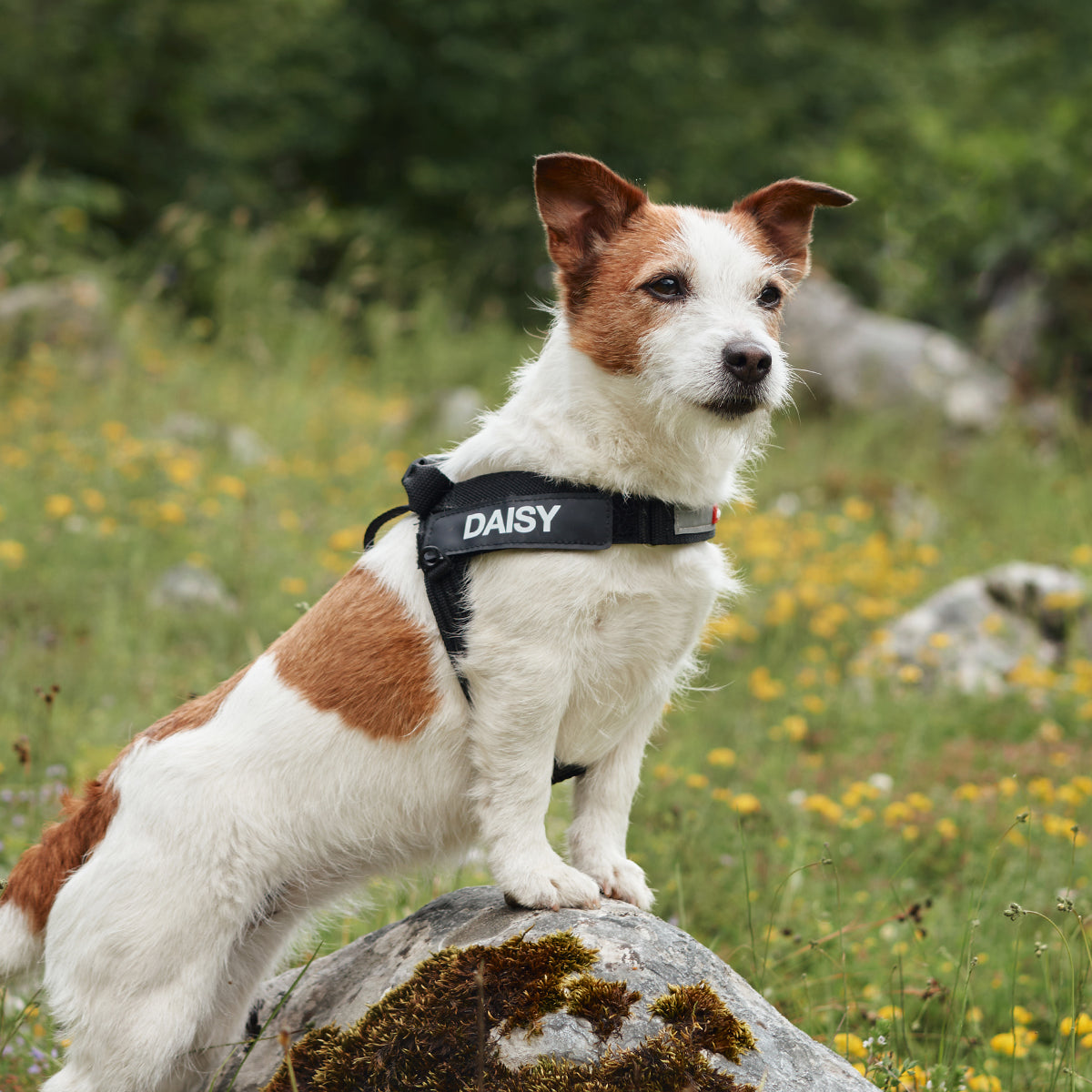 An EzyDog Express Harness with a sturdy handle that is particularly helpful for maintaining control over large breeds.