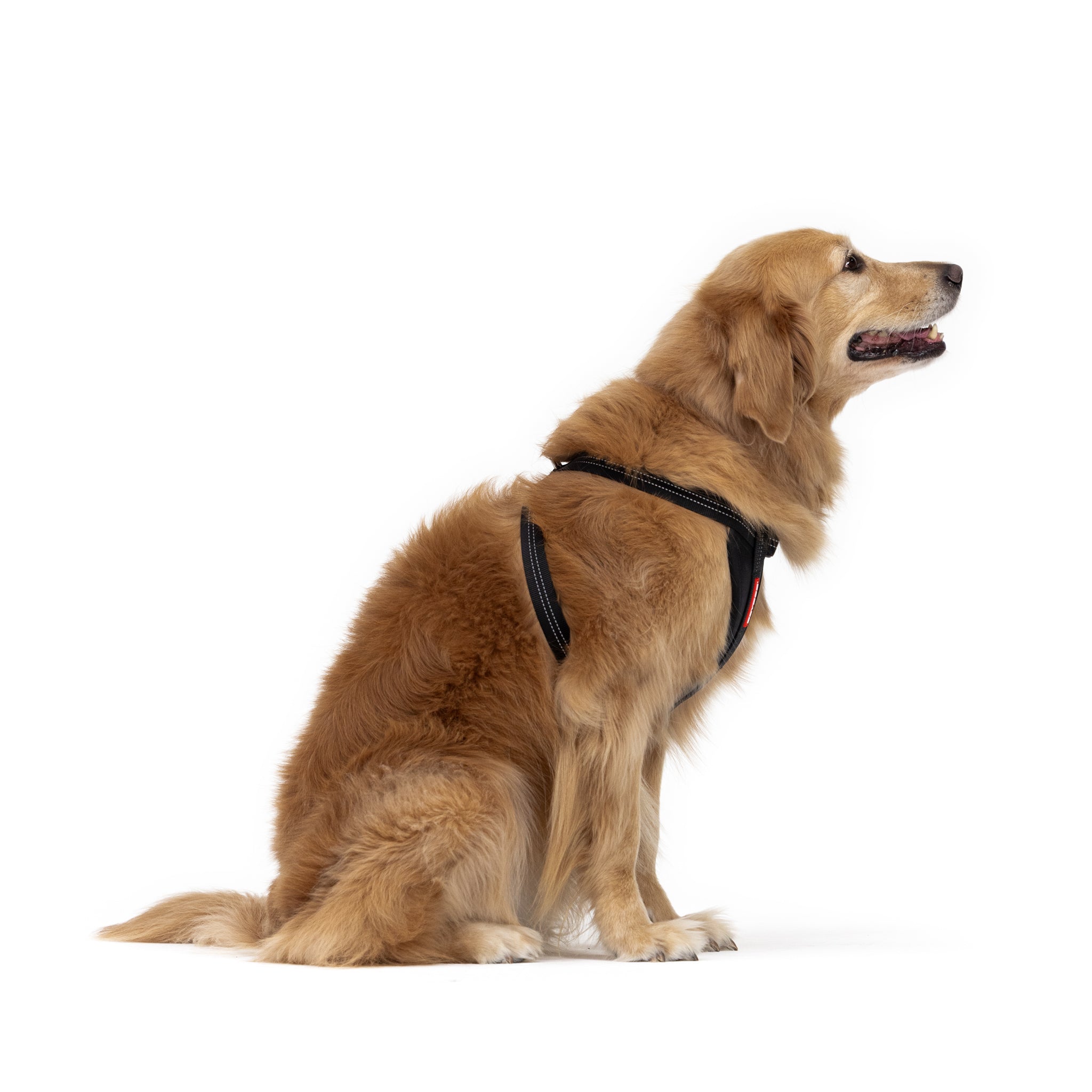 EzyDog Extra Large Dog Harness (or XL dog harness)