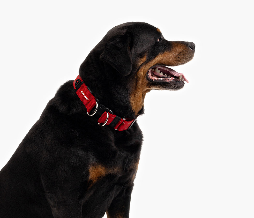 EzyDog wide dog collars