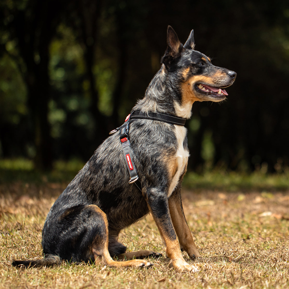 EzyDog Crosscheck Training Harness on dog, showing side checking system and martingale loop for no-pull training and escape proof security