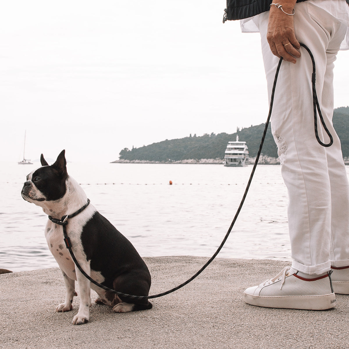 A dog wearing EzyDog Luca Rope Dog lead near the beach area