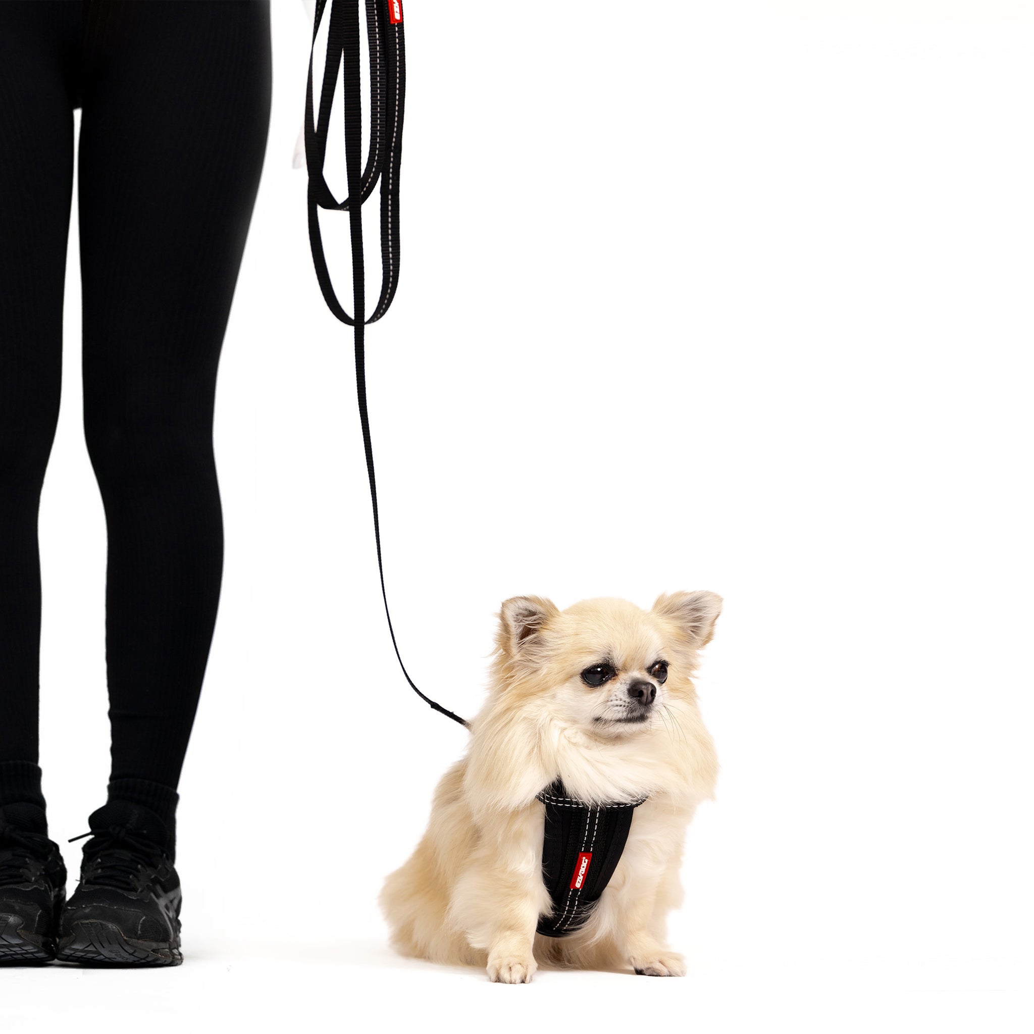 a dog wearing essential leash lite