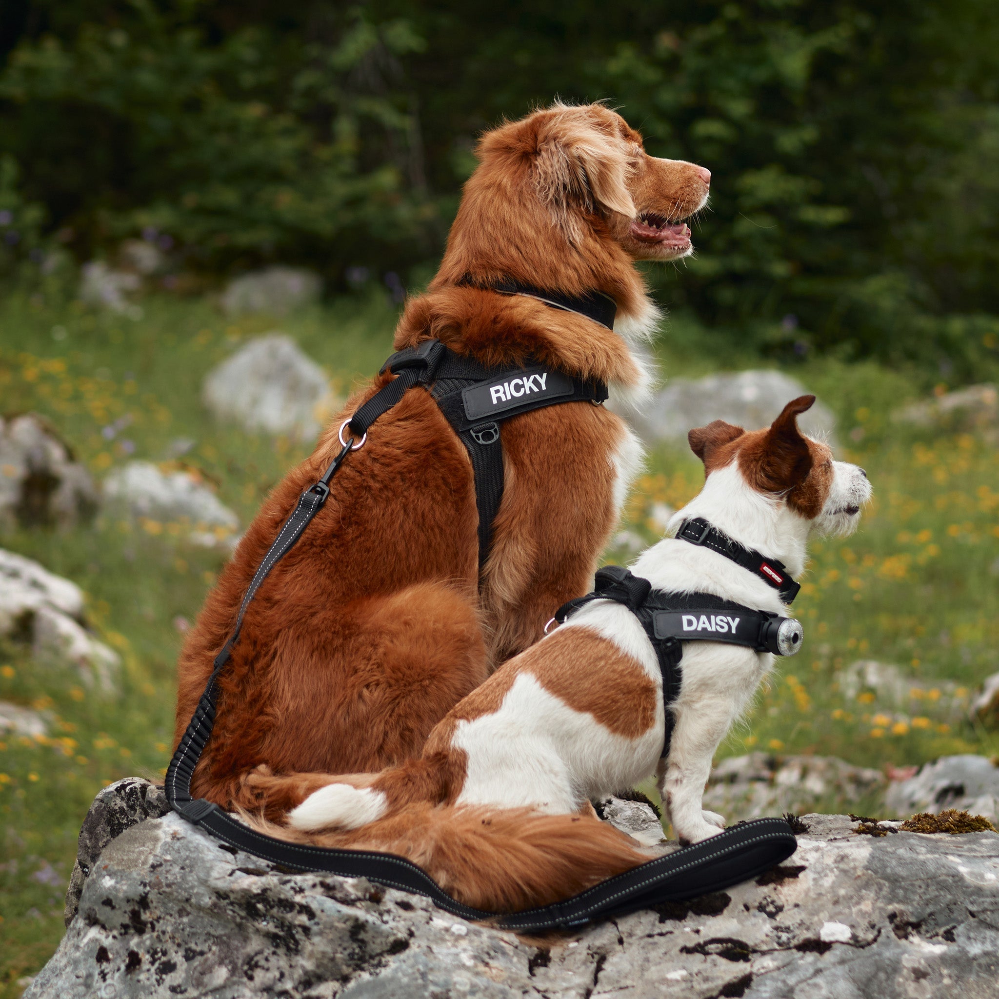 Custom Dog Labels / Tags