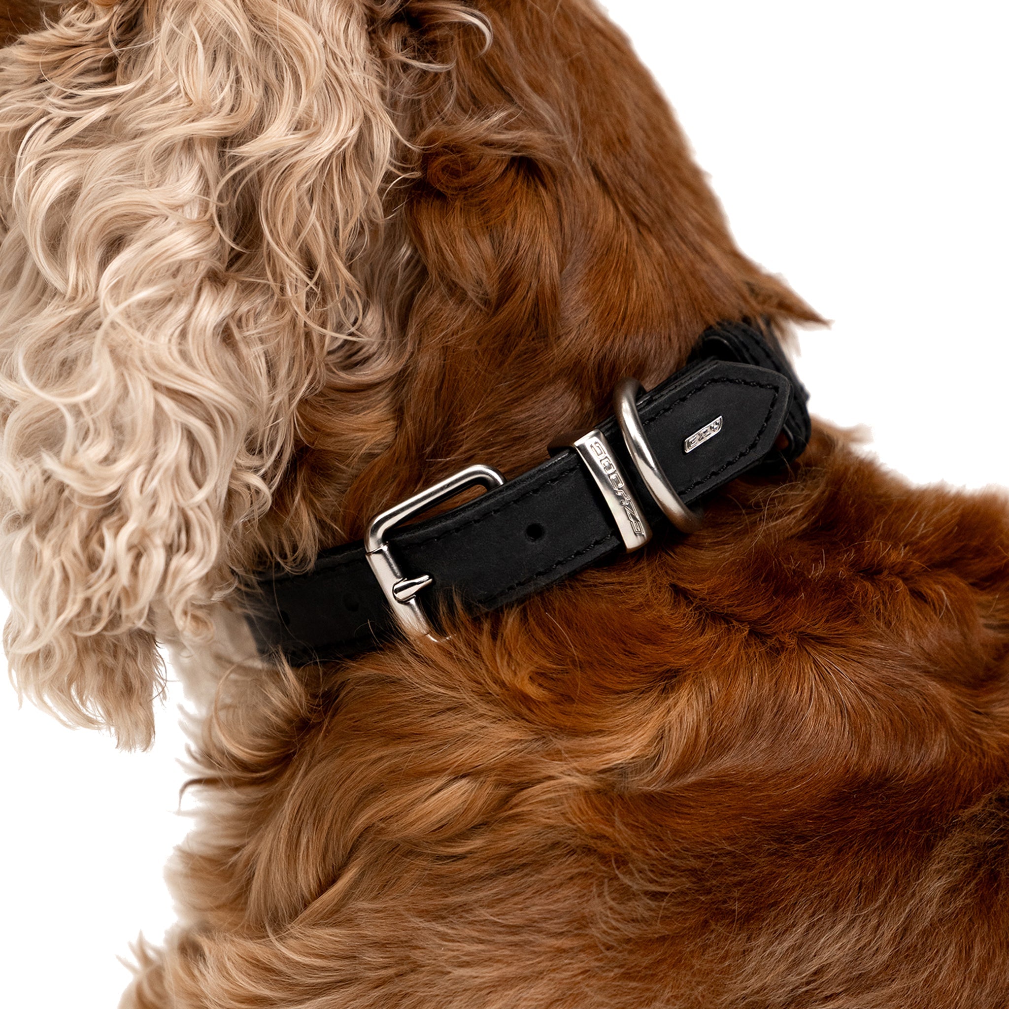 Oxford Leather - Classic Dog Collar