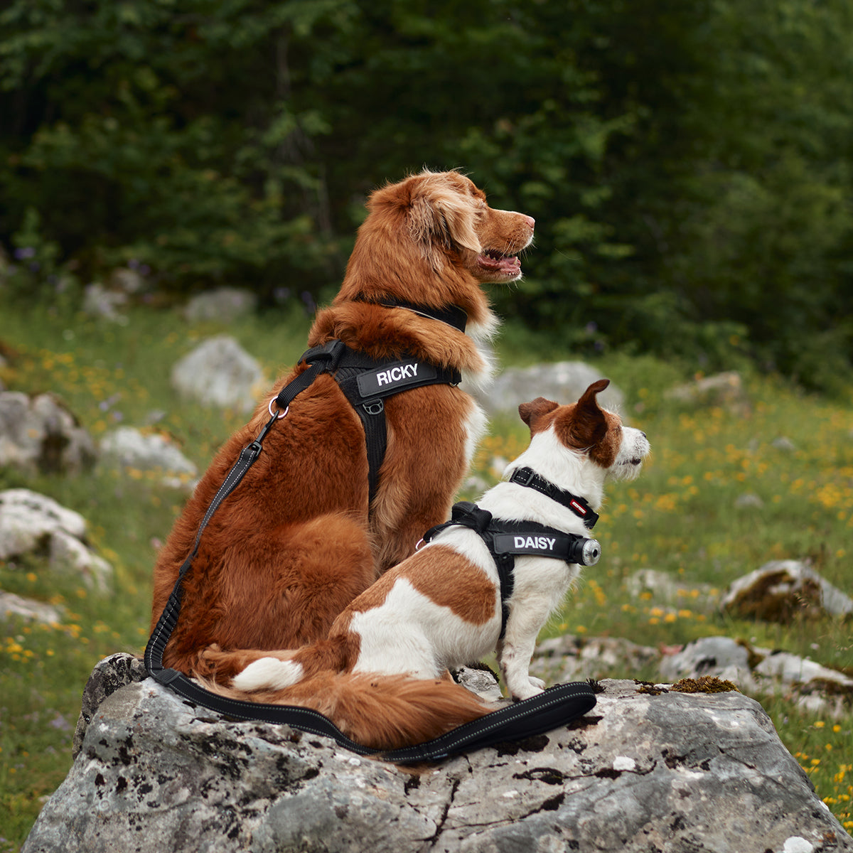 Express Harness - Camo