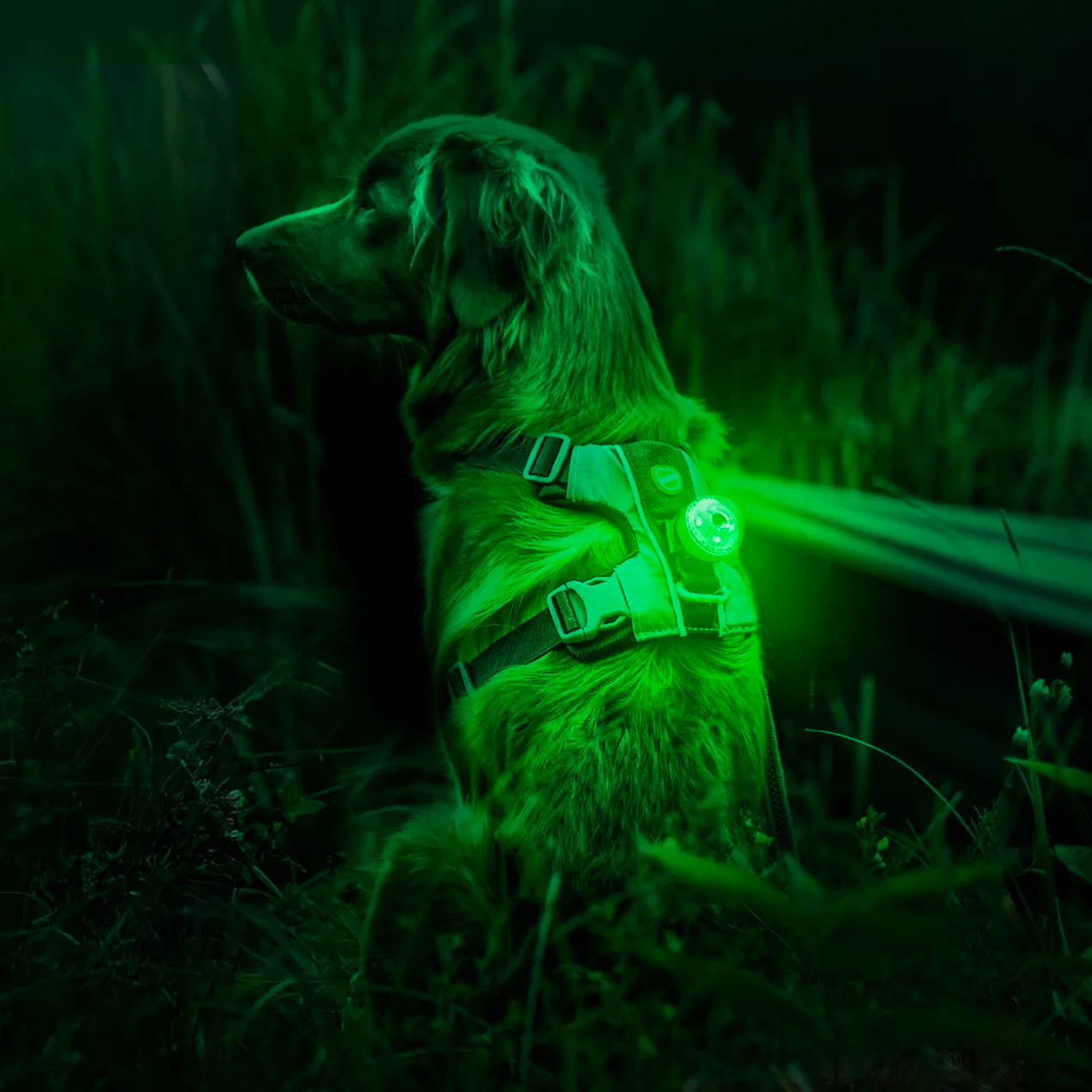 Go-2 Dog Light