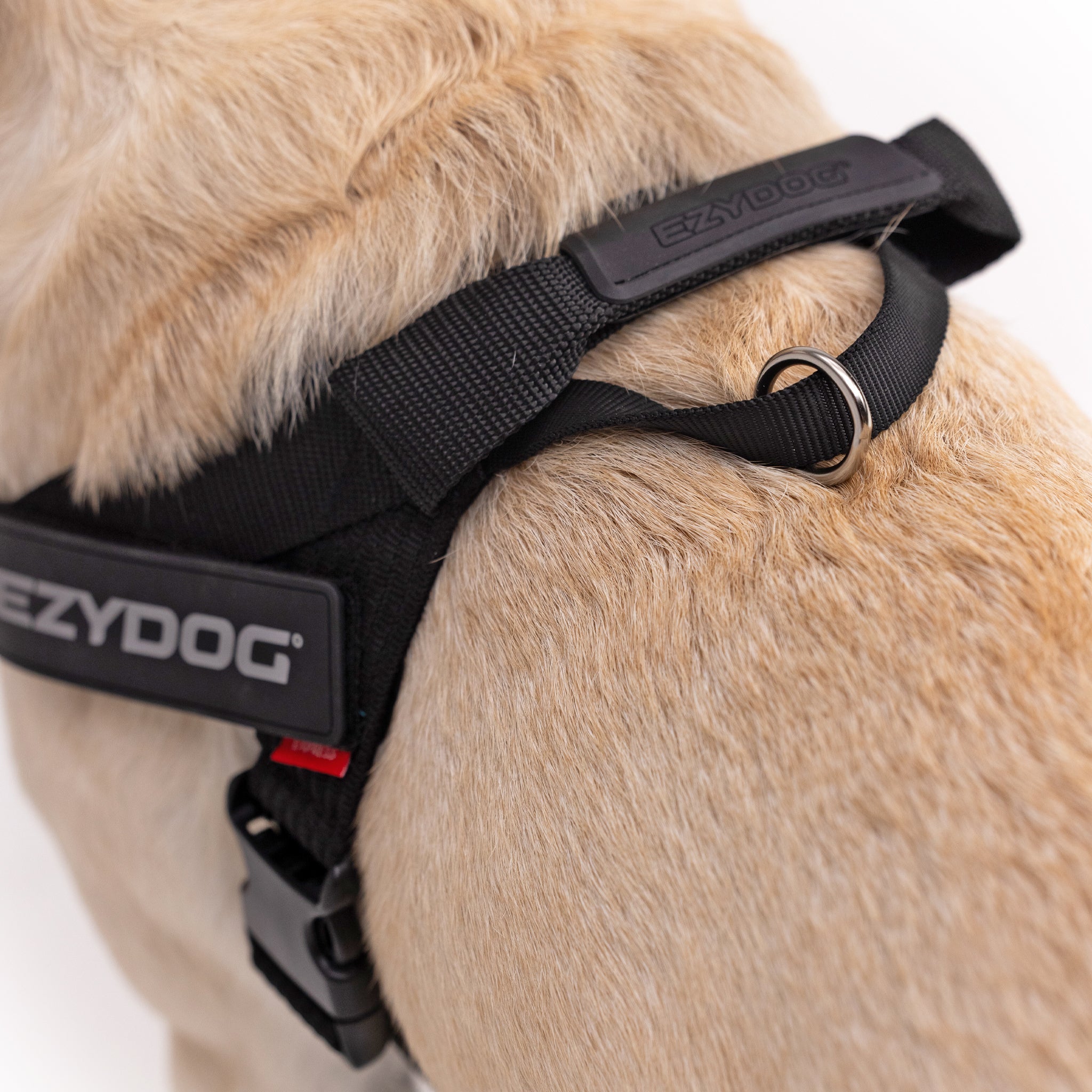 Dog wearing a black EzyDog harness on a white background