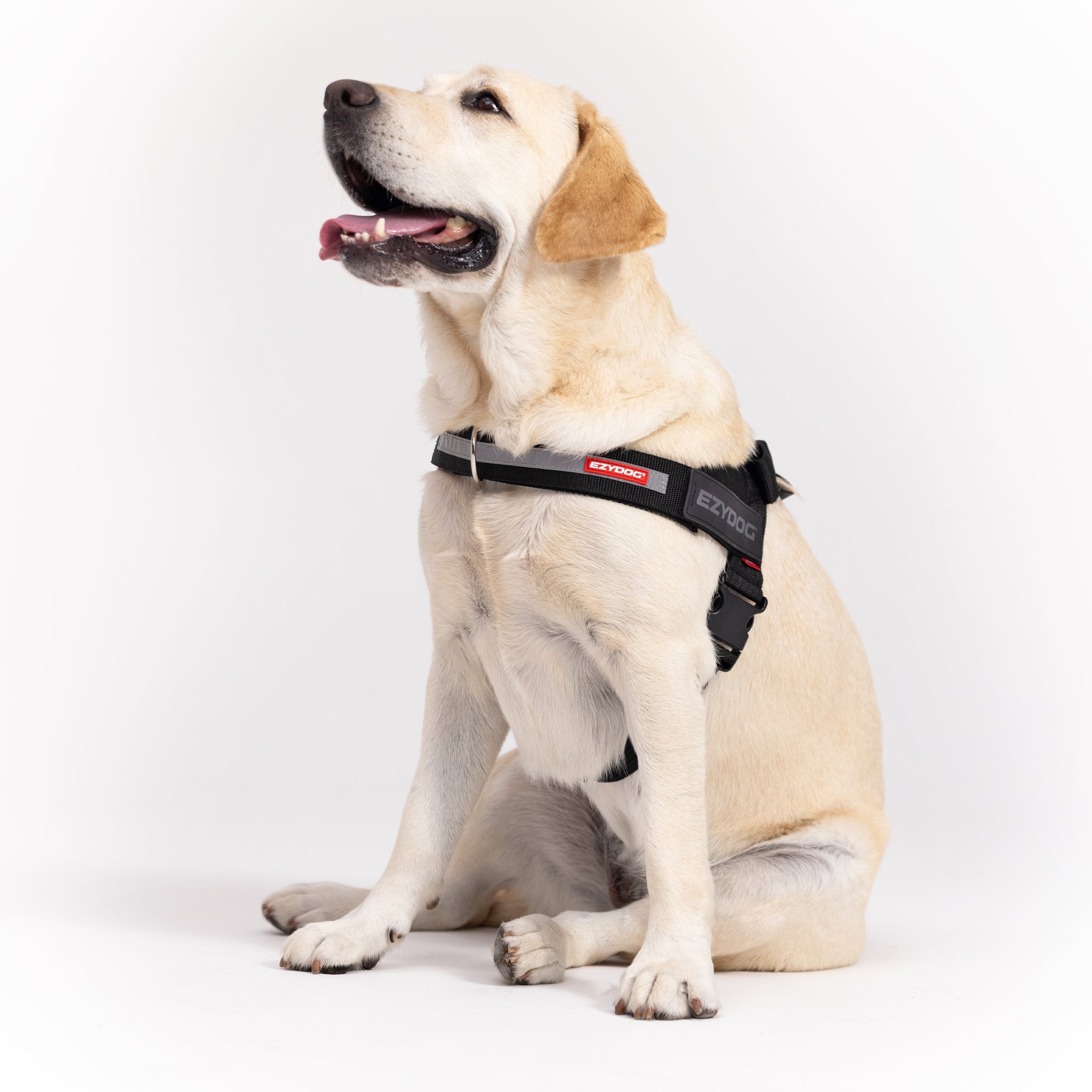Dog wearing a harness on a white background
