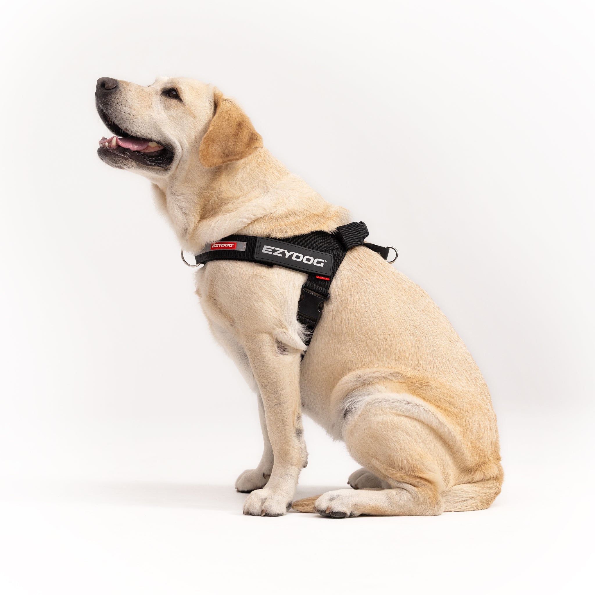 Dog wearing an EzyDog harness on a white background
