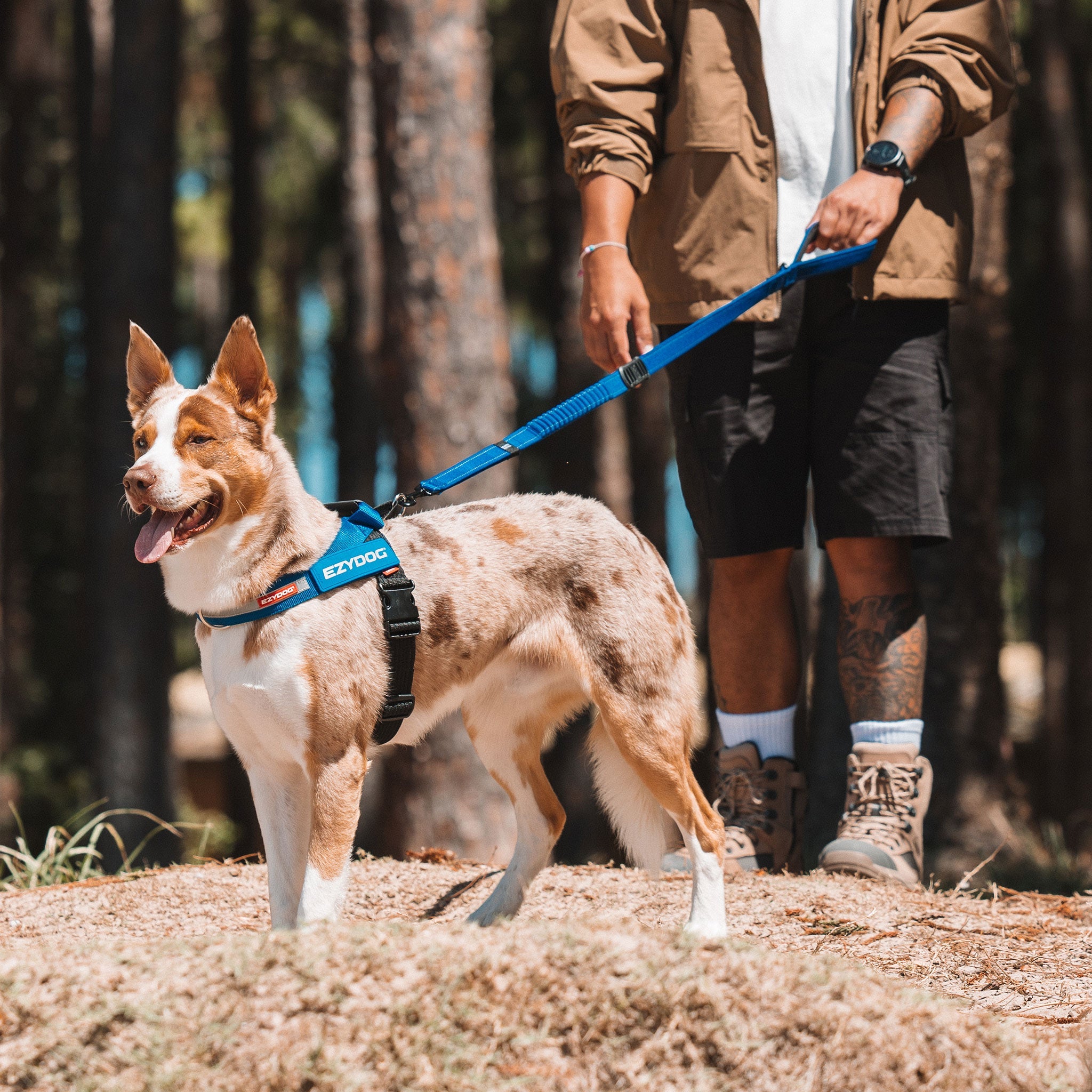 Dog on a leash with a person in a forest setting