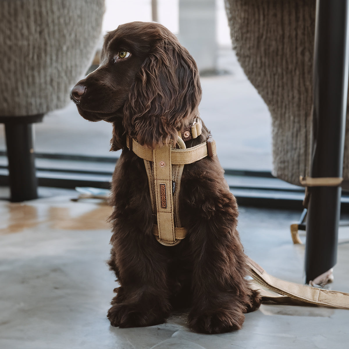 Chest Plate Dog Harness - Denim