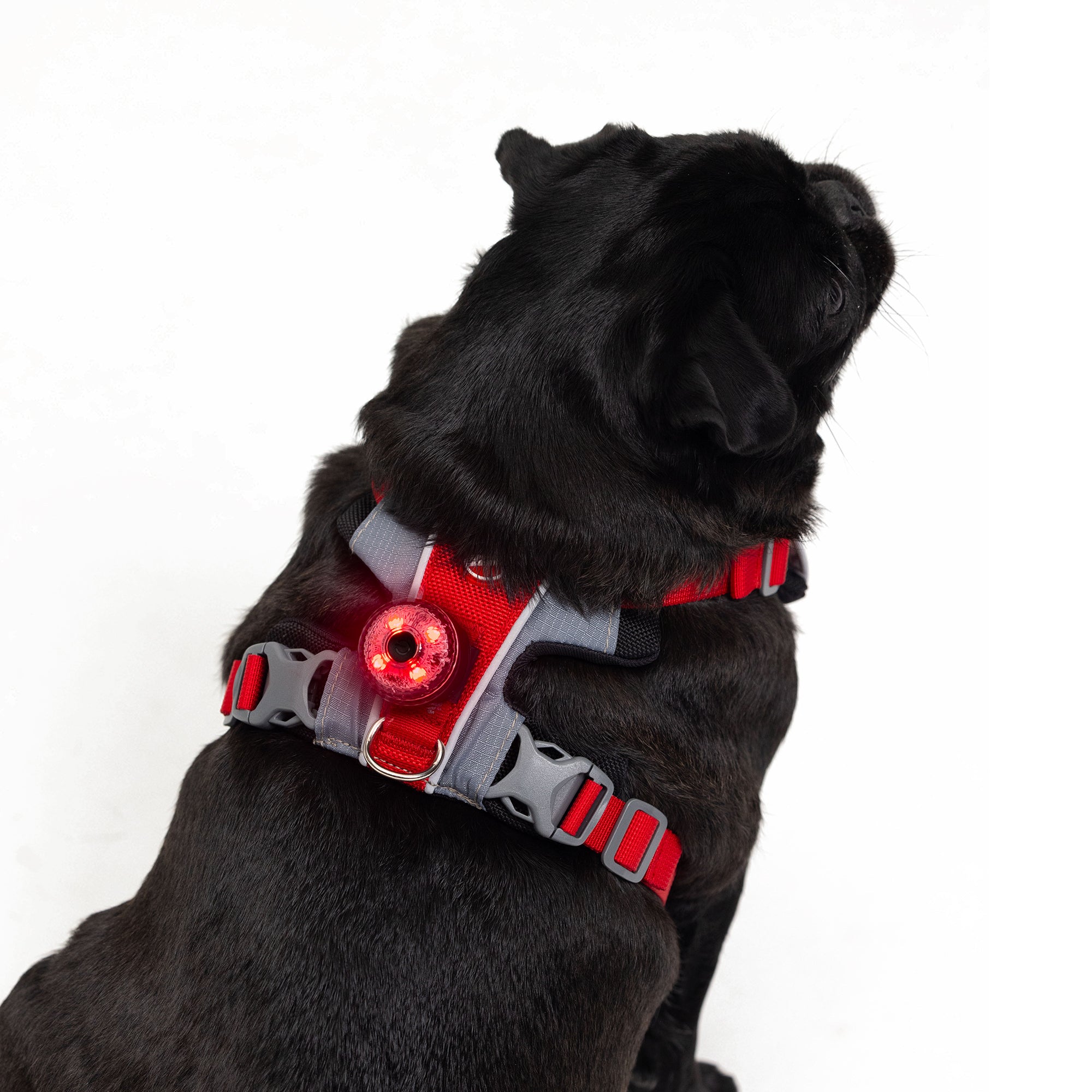 Go-2 Dog Lights