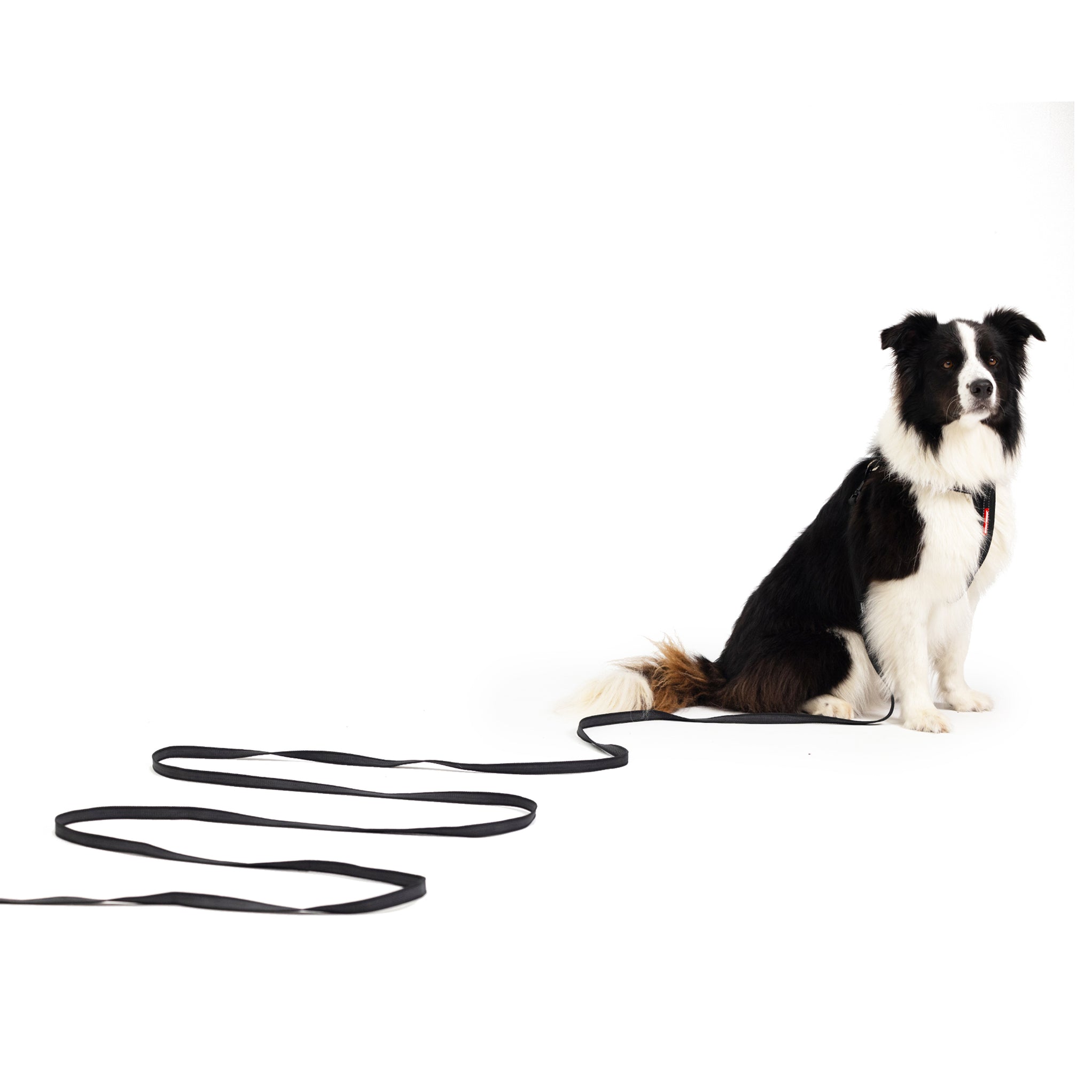 Track n' Train 3 Meter Recall Leash