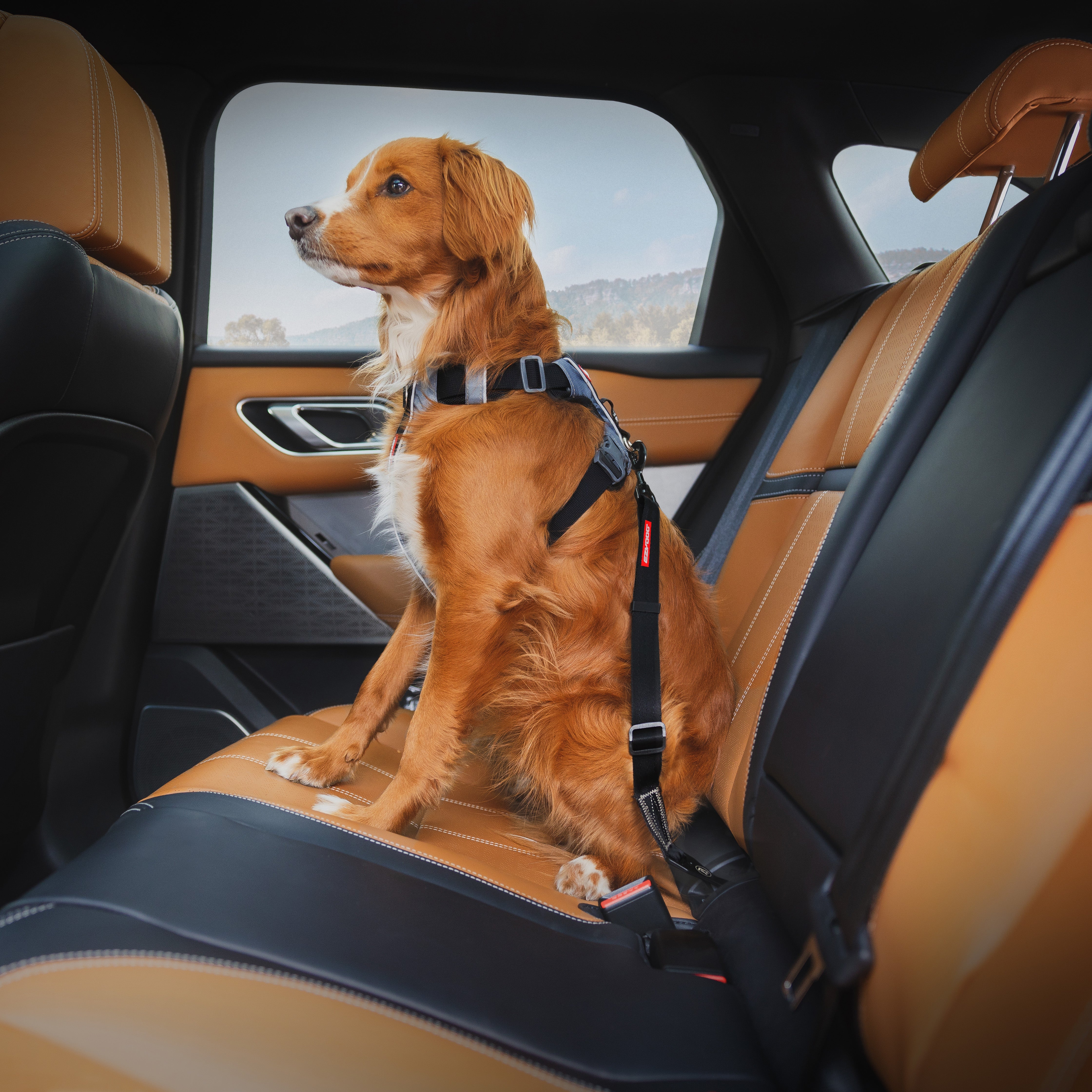 Click ISOFIX Dog Seat Belt