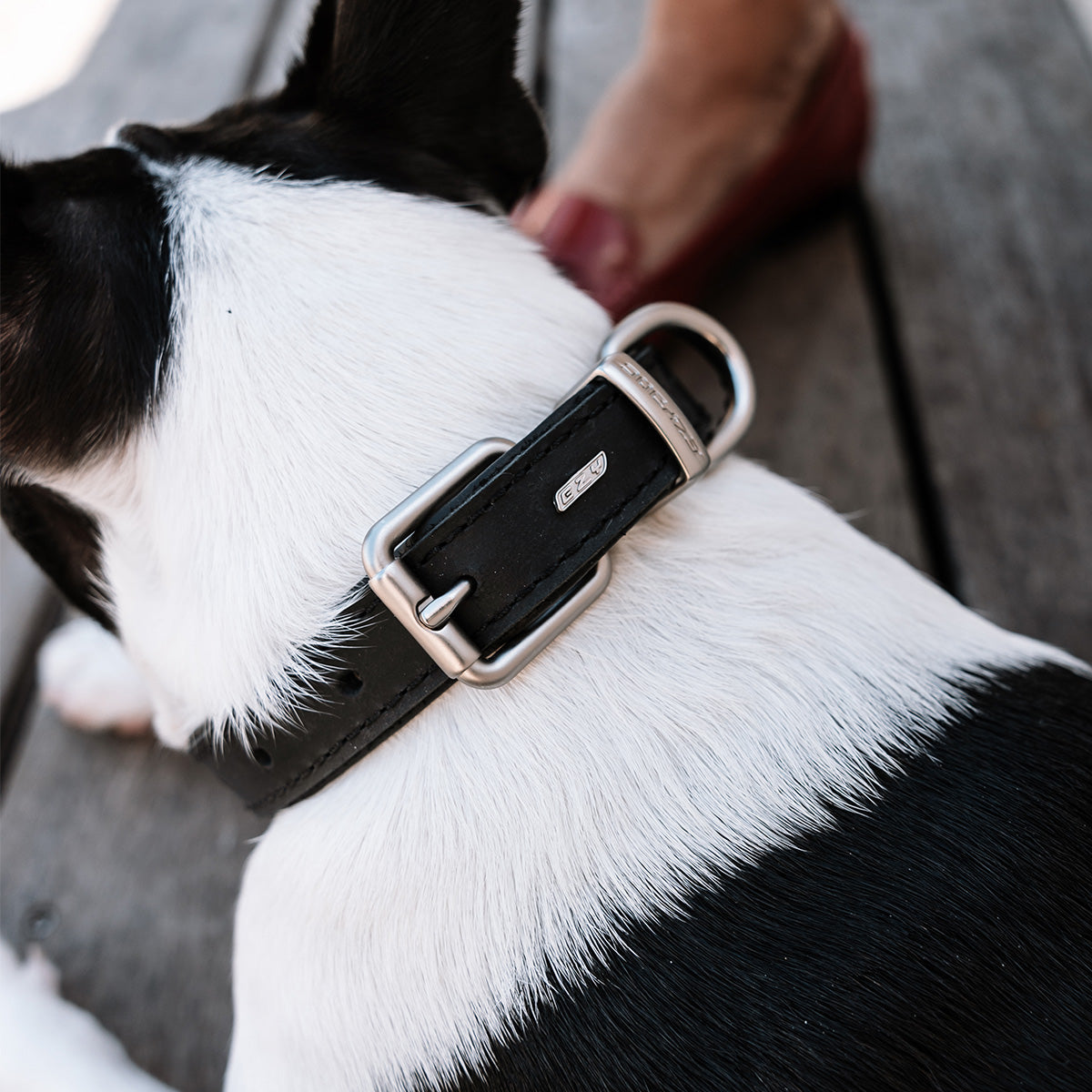 Oxford Leather - Classic Dog Collar