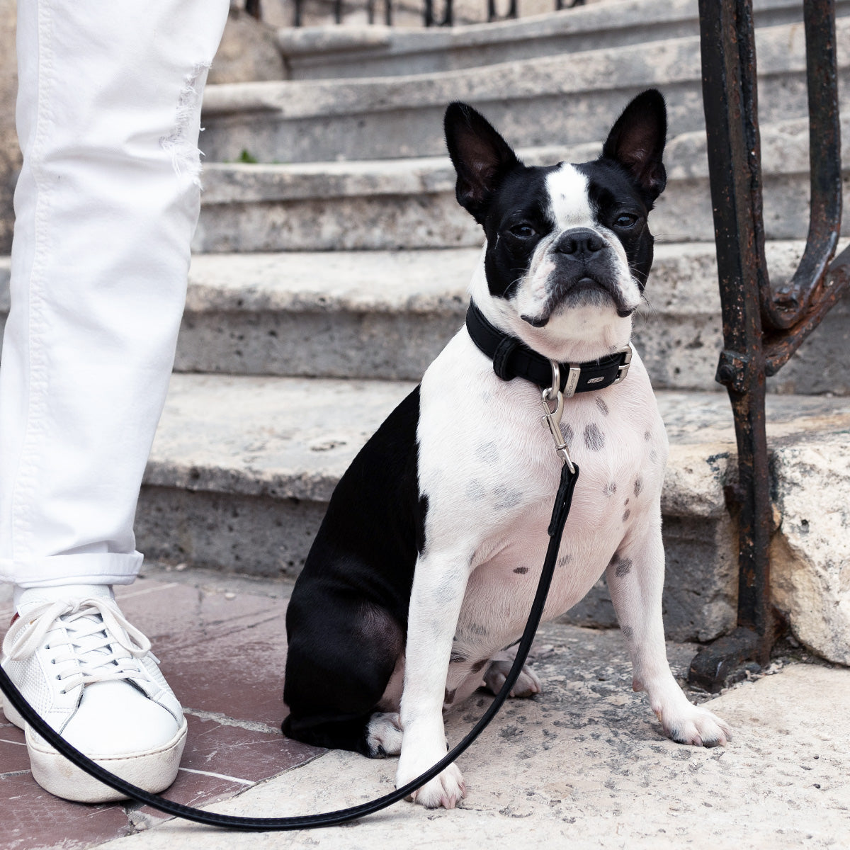 Oxford Leather - Classic Dog Collar